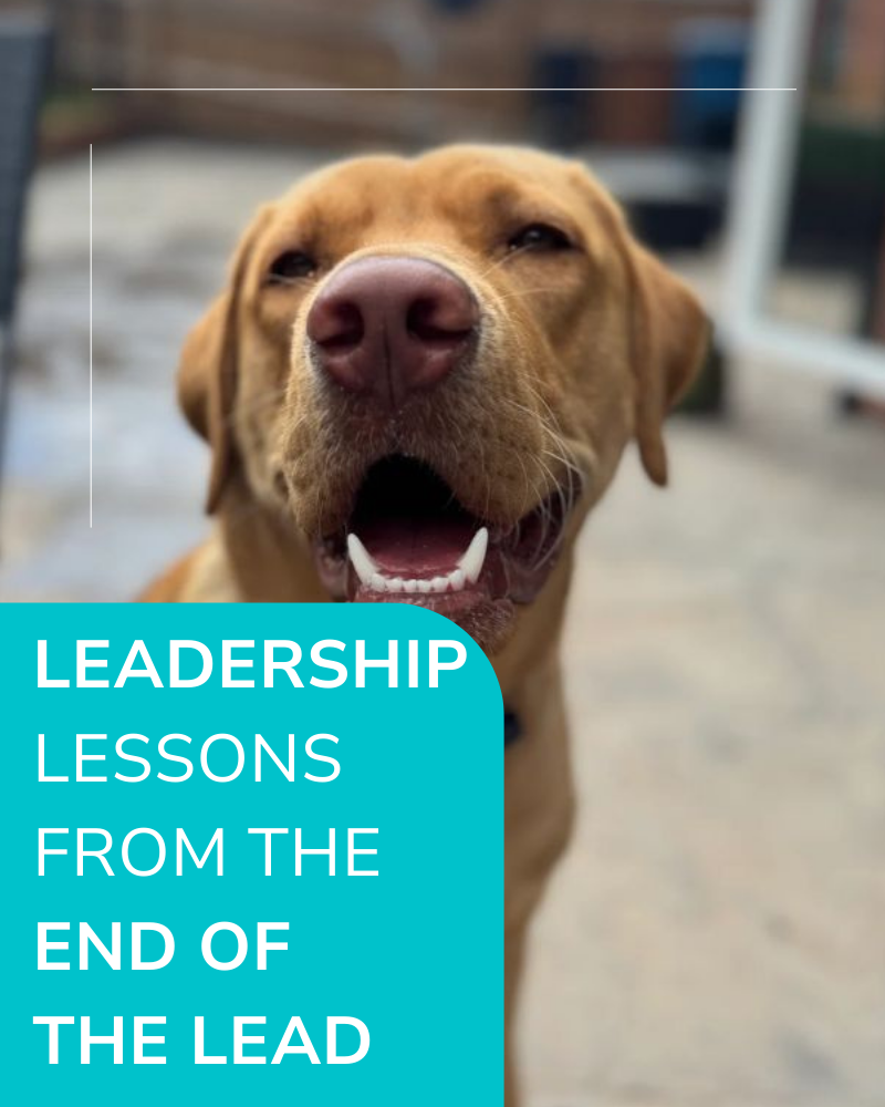 Image of Harold the Labrador with title: Leadership lessons from the end of the lead